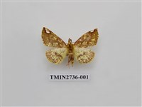 藏品(尺蛾292)的圖片